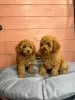 Photo №2 to announcement № 67191 for the sale of poodle (dwarf) - buy in United Arab Emirates private announcement, breeder