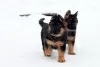 Additional photos: German Shepherd puppies