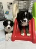 Photo №3. Registered Bernese Mountain puppies. Sweden