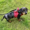 Photo №3. Healthy cute dachshunds puppies puppies available now for sale. Australia