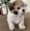 Photo №1. shih tzu - for sale in the city of Unterägeri | 188$ | Announcement № 129263