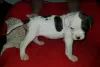 Photo №1. non-pedigree dogs - for sale in the city of Duisburg | Is free | Announcement № 123637