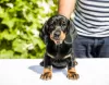 Photo №2 to announcement № 104264 for the sale of dachshund - buy in Serbia breeder