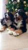 Additional photos: Bernese Mountain Dog