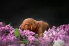 Photo №2 to announcement № 51189 for the sale of vizsla - buy in Poland breeder