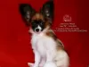 Photo №1. papillon dog - for sale in the city of Saratov | negotiated | Announcement № 39355