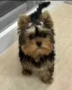 Photo №1. yorkshire terrier - for sale in the city of Dubrovnik | negotiated | Announcement № 112269