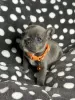 Photo №4. I will sell french bulldog in the city of San Diego. breeder - price - 1200$