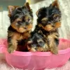 Photo №1. beaver yorkshire terrier - for sale in the city of Бург | 150$ | Announcement № 129620