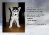 Additional photos: Siberian Husky puppies