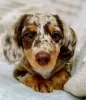 Photo №2 to announcement № 56353 for the sale of dachshund - buy in United States breeder