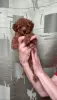 Photo №1. poodle (toy) - for sale in the city of Korolev | 1562$ | Announcement № 92255