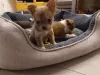 Photo №1. chihuahua - for sale in the city of Вилкавишкис | 349$ | Announcement № 75773