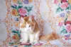 Photo №2 to announcement № 7060 for the sale of maine coon - buy in Russian Federation from nursery, breeder