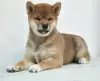 Photo №3. Excellent boy shiba inu. Russian Federation