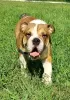 Additional photos: English bulldog