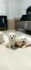 Photo №1. maltese dog - for sale in the city of Paris | Is free | Announcement № 40424