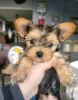 Additional photos: Yorkshire Terrier , 2 months old Pure breed