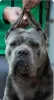 Additional photos: Cane Corso puppies