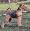 Photo №2 to announcement № 123253 for the sale of airedale terrier - buy in Poland breeder