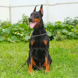 Photo №3. Doberman puppies. Russian Federation