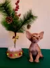 Photo №2 to announcement № 34213 for the sale of oriental shorthair - buy in Russian Federation private announcement