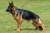 Photo №2 to announcement № 28176 for the sale of german shepherd - buy in Poland 