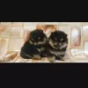 Additional photos: Pomeranian puppies for sale