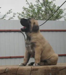 Photo №3. Puppies for sale Kangala (Anatolian Shepherd) Karabash. Russian Federation