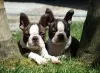 Photo №2 to announcement № 126878 for the sale of boston terrier - buy in Portugal 