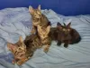 Photo №2 to announcement № 126380 for the sale of bengal cat - buy in Germany 