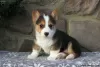 Photo №1. welsh corgi - for sale in the city of Lardos | 602$ | Announcement № 63548