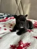 Additional photos: French bulldog puppies