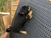 Additional photos: Airedale terrier pupies for sell