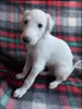 Additional photos: Russian Greyhound Borzoi - Puppies