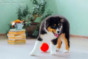 Additional photos: PUPPIES OF AUSTRALIAN SHEPHERD (AUSSI)