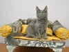 Photo №1. maine coon - for sale in the city of St. Petersburg | negotiated | Announcement № 8879