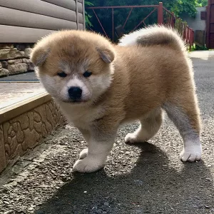 Photo №3. Puppies Akita Inu. Russian Federation