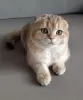 Photo №2 to announcement № 81430 for the sale of scottish fold - buy in Russian Federation from nursery, breeder