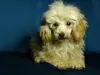 Additional photos: Awesome toy poodle girl, teacup in teddy style.