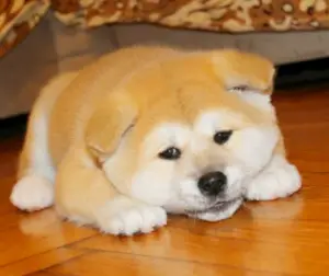 Additional photos: Japanese Akita Inu puppies buy a dog