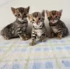 Photo №1. bengal cat - for sale in the city of Sydney | 400$ | Announcement № 131255