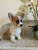 Additional photos: Corgi Welpen