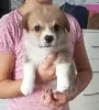 Photo №1. welsh corgi - for sale in the city of Алмере | 2705$ | Announcement № 106830