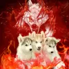 Photo №4. I will sell siberian husky in the city of Rybinsk. private announcement - price - negotiated