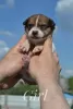 Additional photos: Puppies Jack Russell from the kennel