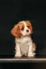 Photo №3. Cavalier King Charles Spaniel. Latvia