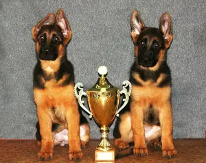 Photo №3. German shepherd puppies. Russian Federation