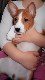 Additional photos: Basenji. Ryzhe-white color.