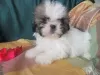 Photo №2 to announcement № 126858 for the sale of shih tzu - buy in Portugal 